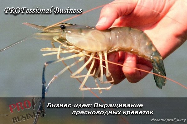 Бизнес-план: Выращивание пресноводных креветок.Стартовый капитал – 1600 тыс.руб.Прибыль в месяц – ... - 2