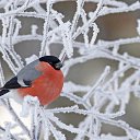 ���� �����, ����������� - ��������� 16 ������ 2017 � ������ ���� ����������