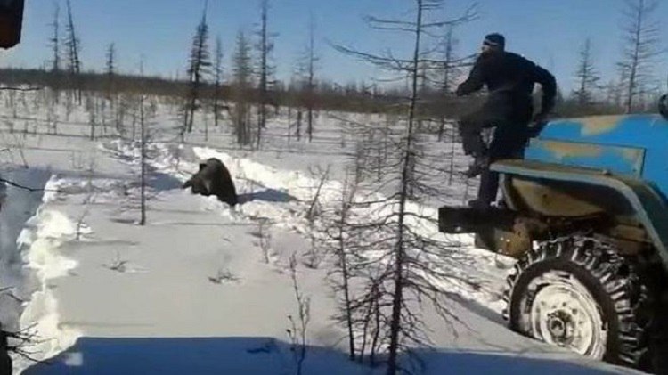 СКР заинтересовался расправой водителями «Уралов» над медведем в Якутии.Сотрудники Следственного ...
