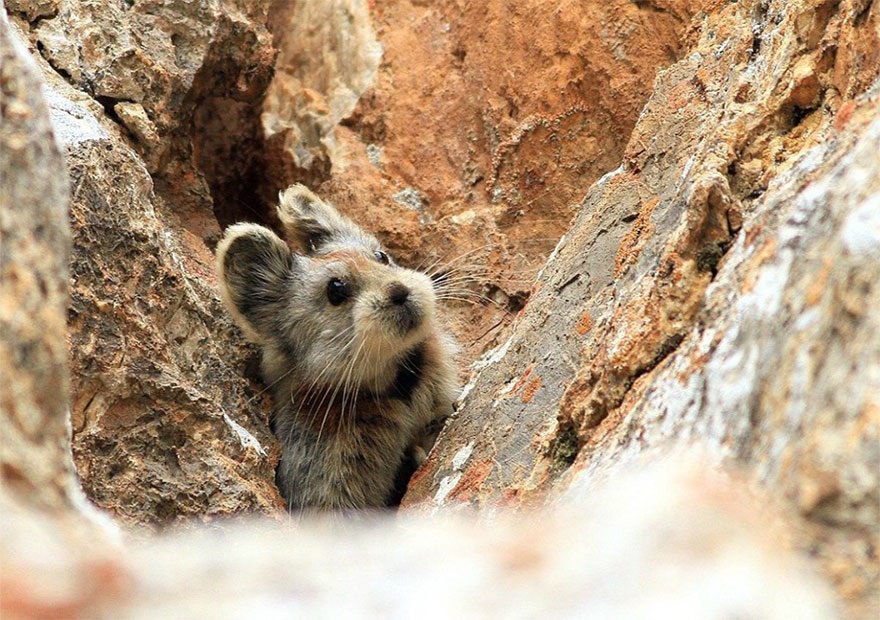     20    .   Ili Pika    ... - 3