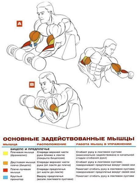 УПРАЖНЕНИЯ НА РАЗВИТИЕ МЫШЦ БИЦЕПСА И ПРЕДПЛЕЧЬЯ: 1. Подъём штанги на бицепс стоя 2. Подъём гантелей ... - 6
