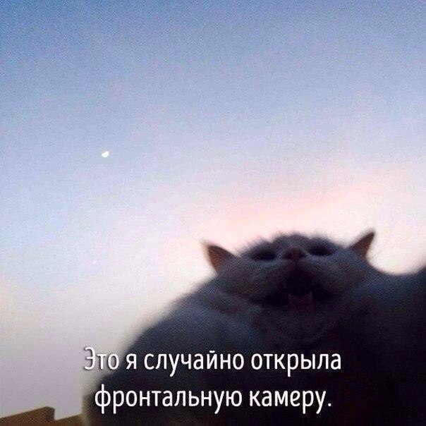 Животные, которые ведут себя совсем как я....))) - 5