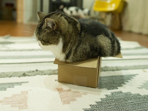 Нет такой коробки, в которую не поместился бы кот - 10