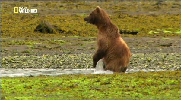 Медведи острова Страха.(Bears of Fear Island)На острове Адмиралтейства у берегов Аляски живет 1800 ... - 2