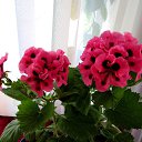 ���� Faina, ���������� - ��������� 14 �������� 2016 � ������ ���� ������� ������