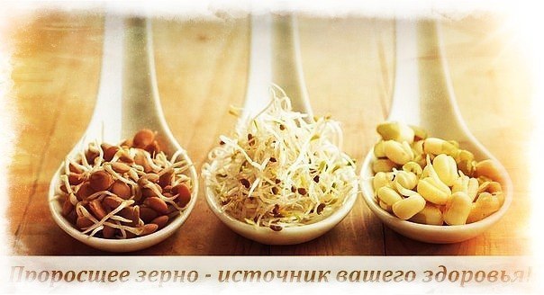 Проросшее зерно - источник вашего здоровья! Одна из врачей-йогов Гизела Шмидт из Швейцарии, доведя ...