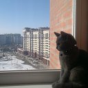 ���� �����, ��������, 39 ��� - ��������� 6 ������ 2017 � ������ ���� ����������