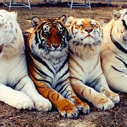 �������, ���������, 43 ����