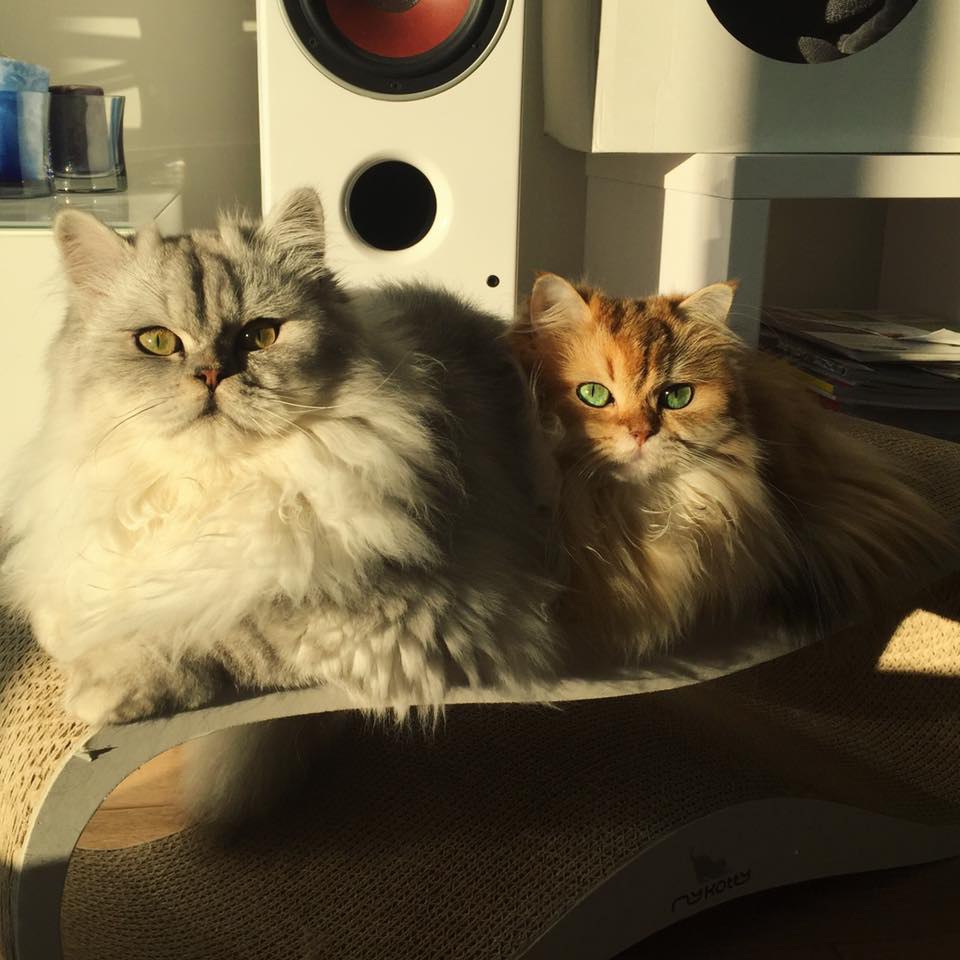 Smoothie the Cat Fan's - 24  2016  09:37