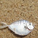 ���� A���������, �������� - ��������� 2 ������ 2017 � ������ ���� ����������