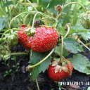 ���� �������� ����, ������, 46 ��� - ��������� 11 ���� 2017 � ������ ����