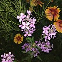  , --, 44  -  19  2017    