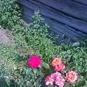 ���� Nikolay, ������ ��������, 73 ���� - ��������� 2 ������� 2017 � ������ ���� ����������