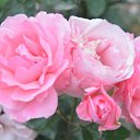  ,  -  7  2017      ۻ