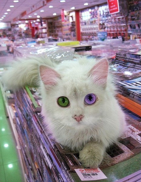 ***Victoria Viktorovna*** - 13  2017  15:17