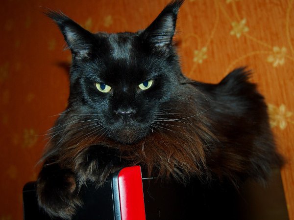 CATS OF ALL - 14 ���� 2017 � 20:14