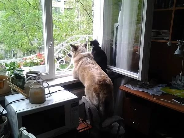 - Стой! – зашипел кот. Я замерла, не успев войти в квартиру. - Попрыгай! - Зачем? – я попыталась ...