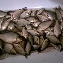 ���� �����, ����, 51 ��� - ��������� 17 ������� 2017 � ������ ���� ����������