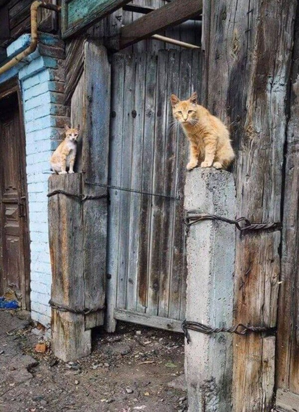   ,      