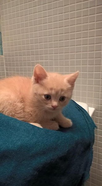#Безкота_добро.Про неслучайности, Персика и достойную молодёжь Вчера был очень хороший, полезный ... - 2