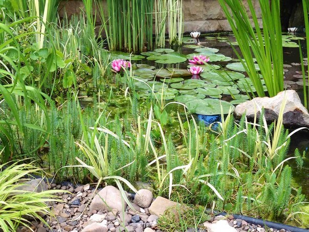 дизайн сада,дома и другое - 7 октября 2017 в 21:10