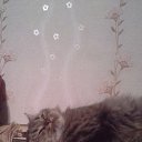 ���� �����, ���, 67 ��� - ��������� 12 �������� 2017 � ������ ���� ����������