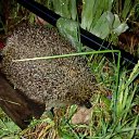 ���� �� ���� ������ ������ �� ������� ���� ����������