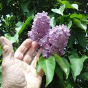 ���� ��������, �����, 74 ���� - ��������� 7 ������� 2017 � ������ ������