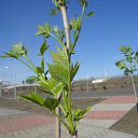 ���� �������, ��������, 41 ��� - ��������� 13 �������� 2017 � ������ ���� ����������