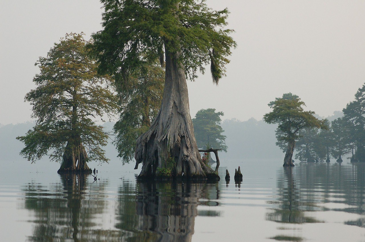Великий мрачный. Грейт Дисмал болото. Грейт-Дисмал великое мрачное болото. Луизиана болото Манчак. Таксодиум двурядный болотный Кипарис.