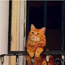  ,  , 60  -  24  2017    