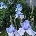 ���� �������, ������, 58 ��� - ��������� 3 ���� 2017 � ������ ���������� �����