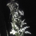 ���� Alik, �������� - ��������� 9 ���� 2017 � ������ ���� ����������