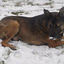  12 ....   ...  ...   ...