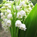 ���� �������, �����������, 61 ��� - ��������� 16 ���� 2017 � ������ ���� ����������