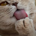 ���� ���������, �������, 36 ��� - ��������� 11 ������� 2017 � ������ ������ ��������