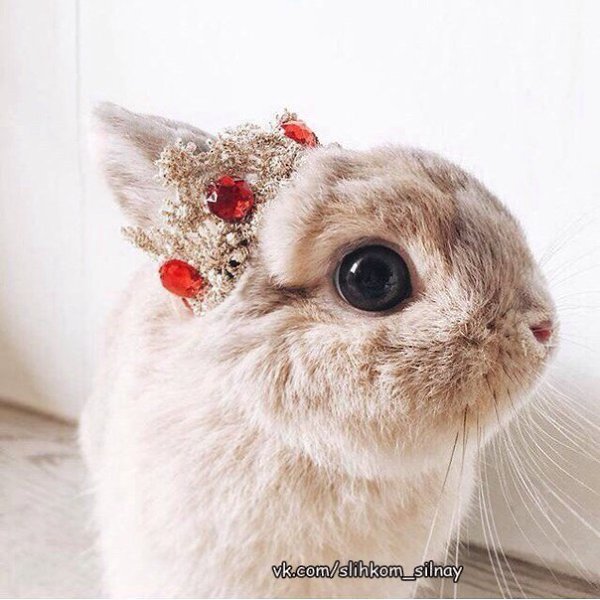 - Ну если ты первая позвонишь, корона ведь не упадет? - Конечно, не упадет, я ж не позвоню.