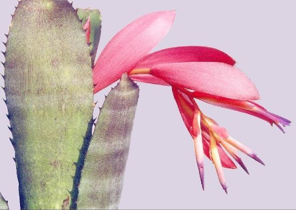 .  (Billbergia vittata)  ,    ...