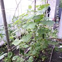 ���� �������� ����, ������, 46 ��� - ��������� 11 ���� 2017 � ������ ����