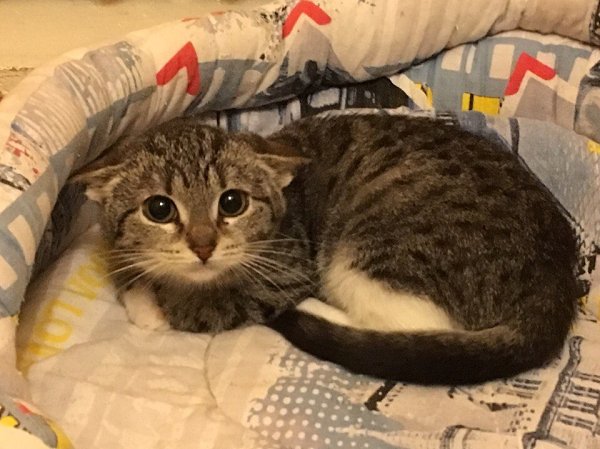 #котизм_доброта #питер@catism #москва@catism #МО@catism. Москва, МО, Санкт-Петербург, ЛенОбл ... - 3