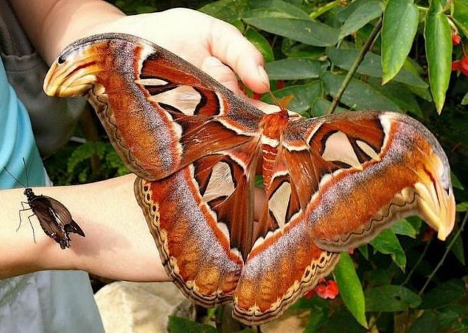 Attacus Atlas       