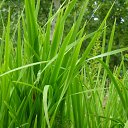 ���� �����, �������������, 23 ���� - ��������� 24 ���� 2017 � ������ ������ ��������