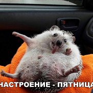 ������, 44 ����, ������