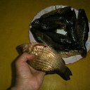 ���� ������, �����-���������, 60 ��� - ��������� 28 ���� 2017 � ������ ���� ����������