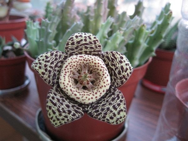 8    .4.   (Stapelia Variegata)  ...