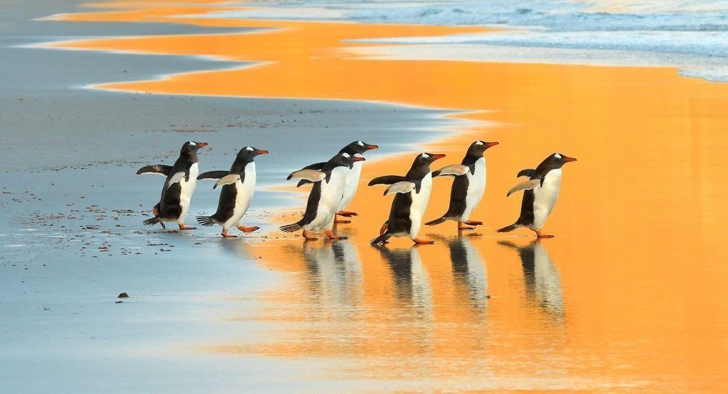   ,   National Geographic   2017  - 3