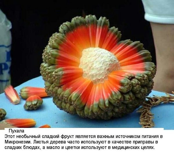 10 экзотических фруктов со всего света, о которых вы не слышали - 2
