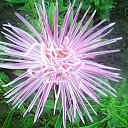 ���� &hearts; Svetlana &hearts;, ����������� - ��������� 10 ��� 2017 � ������ ����� ����.�