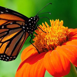 ���� ������, �����-���������, 44 ���� - ��������� 11 ��� 2017