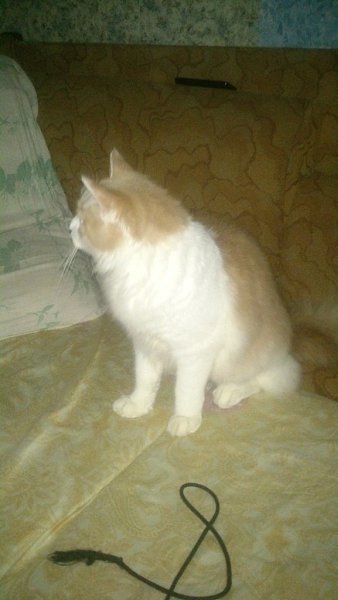 #Безкота_добро.Уже как год этому милому мурлыке Першику...Почти год назад я и мой муж забрали 3-4 ... - 4